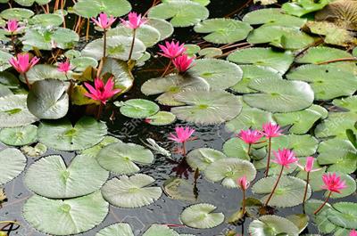 Nymphaea lotus